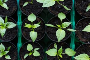 Green Thumb Leadership: Cultivating a Culture of Growth